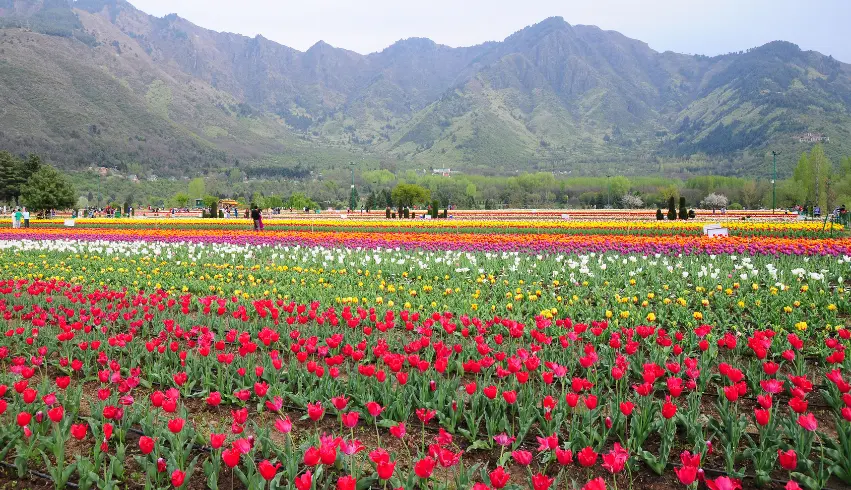 Best Kashmir Tour Packages